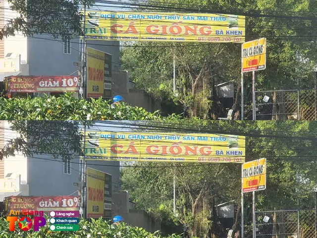 Trại Cá Giống An Giang: Cẩm Nang Chọn Nguồn Chất Lượng