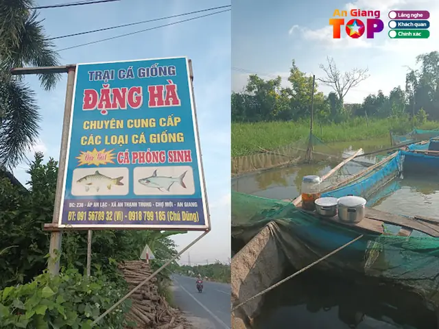 Trại Cá Giống An Giang: Cẩm Nang Chọn Nguồn Chất Lượng Trại Cá Giống An Giang: Cẩm Nang Chọn Nguồn Chất Lượng
