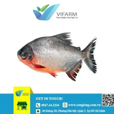 Trại Cá Giống Đồng Tháp: Danh Sách Và Kinh Nghiệm Chọn Mua