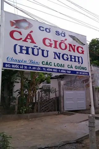 Trại Cá Giống Đồng Tháp: Danh Sách Và Kinh Nghiệm Chọn Mua