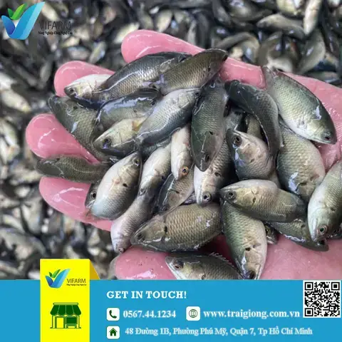 Trại Cá Giống Trê Lai tại Hà Nam: Hướng Dẫn Chi Tiết Từ A-Z