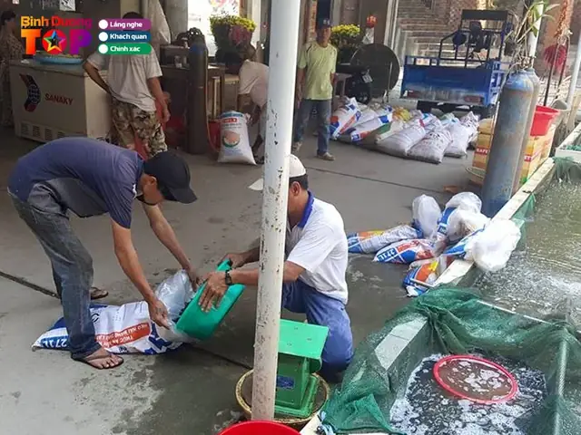 trại cá giống tân vạn