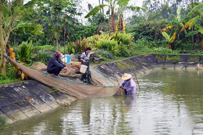 Đánh Giá Toàn Diện Trại Cá Giống Trường Long: Thông Tin Chi Tiết Và Chất Lượng Sản Phẩm