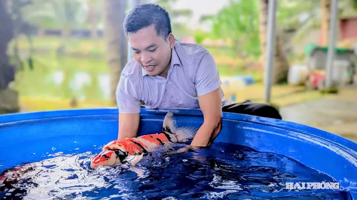 Trại cá Koi Hải Phòng: Hướng dẫn chọn và Top các địa chỉ uy tín