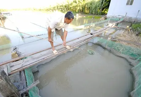 Trại Cá Lóc Giống Đồng Tháp: Đánh Giá Chi Tiết & Hướng Dẫn Toàn Diện