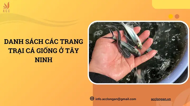 Đánh Giá Chi Tiết Trại Cá Phát Tài: Điểm Mạnh, Điểm Yếu và Các Dòng Cá Nổi Bật