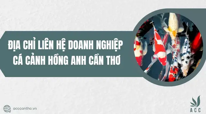 Đánh Giá Chi Tiết Trại Cá Rồng Hồng Anh: Có Nên Chọn Mua Cá Rồng Tại Đây?