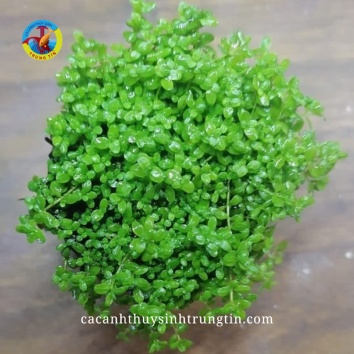 Trân Châu Cuba thủy sinh