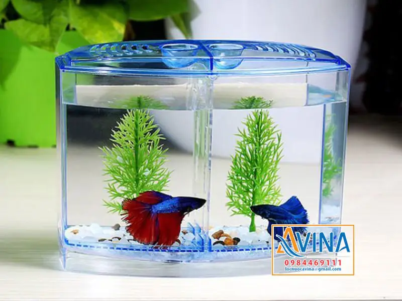 trang trí bể cá trang trí bể cá