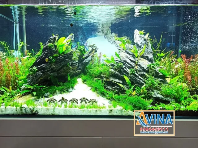 trang trí bể cá