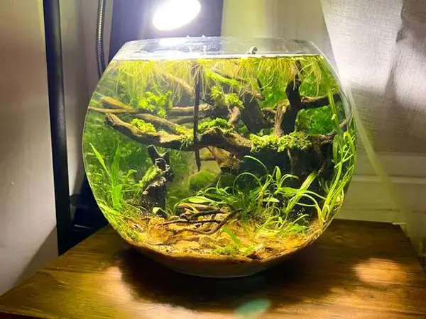 Tại sao bể cá mini tròn lại được ưa chuộng?