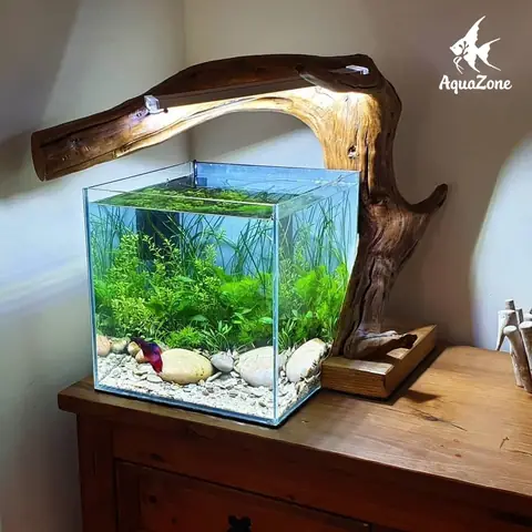 Trang Trí Hồ Cá Đẹp: Hướng Dẫn Từ A Đến Z Cho Bể Cá Của Bạn