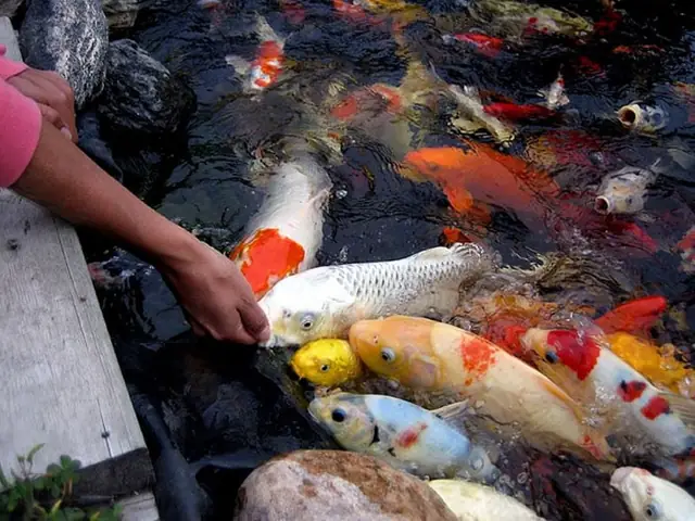 Hướng Dẫn Trang Trí Hồ Cá Ngoài Trời Đẹp Và Chuẩn Phong Thủy