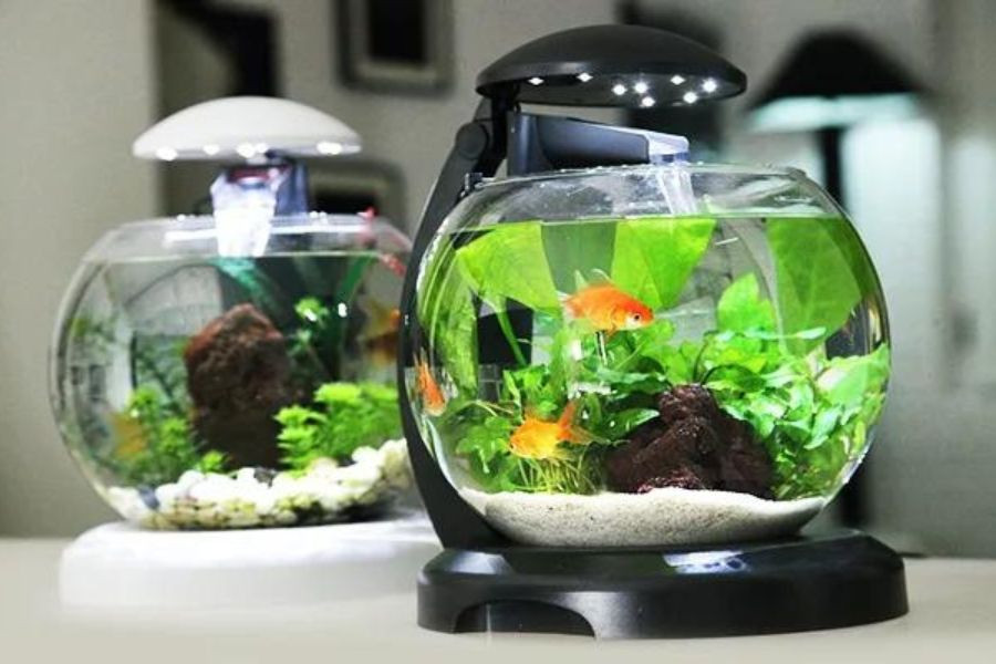 trang trí và setup bể cá cảnh thủy sinh theo phong cách cá nhân