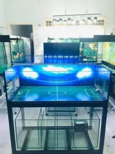Tranh 3D Cá Vàng: Hướng Dẫn Toàn Diện Để Nâng Tầm Hồ Cá Tranh 3D Cá Vàng: Hướng Dẫn Toàn Diện Để Nâng Tầm Hồ Cá