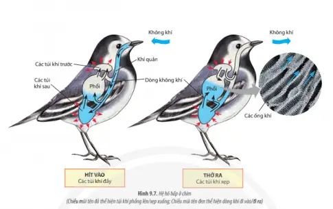 Cá Trao Đổi Khí Như Thế Nào: Cơ Chế Hô Hấp Dưới Nước Chi Tiết