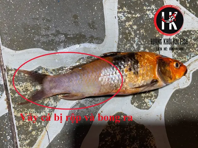 2.1. Dấu hiệu của bệnh ngủ ở cá koi