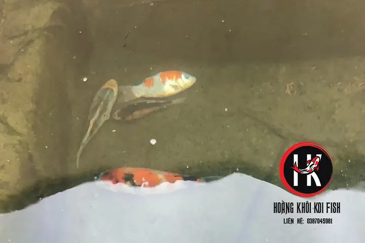 1. Nguyên nhân gây bệnh ngủ ở cá koi