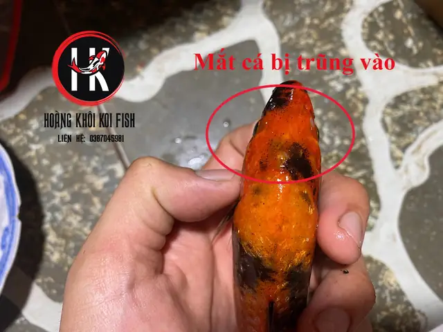 2.1. Dấu hiệu của bệnh ngủ ở cá koi