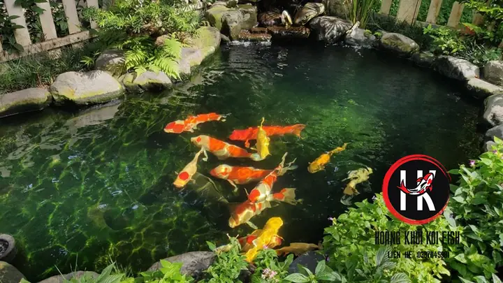 3. Cách phòng bệnh ngủ cho cá koi