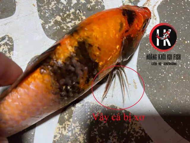 2.1. Dấu hiệu của bệnh ngủ ở cá koi