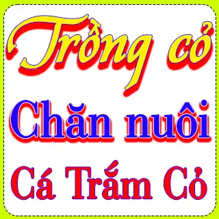 Hướng Dẫn Chi Tiết Trồng Cỏ Nuôi Cá Trắm Hiệu Quả Từ A Đến Z