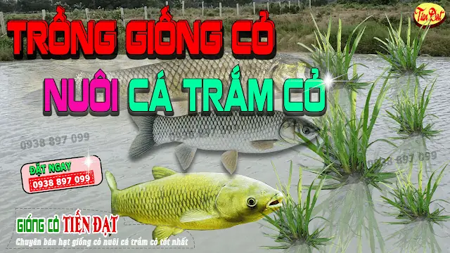 Hướng Dẫn Chi Tiết Trồng Cỏ Nuôi Cá Trắm Hiệu Quả Từ A Đến Z