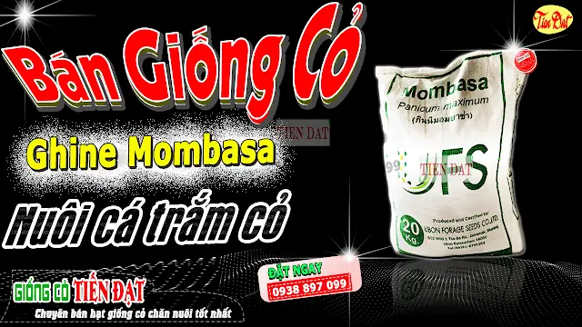 Hướng Dẫn Chi Tiết Trồng Cỏ Nuôi Cá Trắm Hiệu Quả Từ A Đến Z