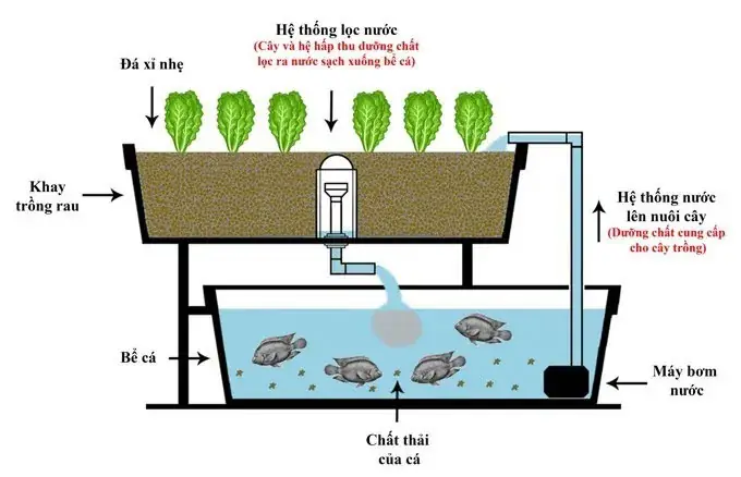 Mô Hình Trồng Rau Kết Hợp Nuôi Cá: Toàn Tập Aquaponics
