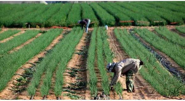 Nông nghiệp Israel biến sa mạc thành nơi trồng rau, nuôi cá