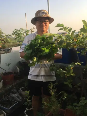 Trồng Rau Nuôi Cá Sân Thượng: Hướng Dẫn Toàn Diện Từ A-Z Trồng Rau Nuôi Cá Sân Thượng: Hướng Dẫn Toàn Diện Từ A-Z