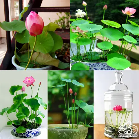Hướng Dẫn Trồng Sen Mini Trong Chậu Nuôi Cá Chi Tiết