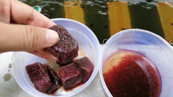 Trùn huyết đông lạnh tươi ngon cho cá
