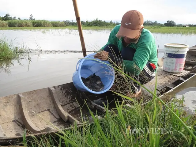 Trứng Cá Rô Đồng: Đặc Điểm, Cách Ương Nở và Chăm Sóc Đúng Kỹ Thuật