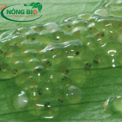 Trứng cá vàng chuẩn bị nở trong môi trường nước ngọt, minh họa quá trình sinh sản của cá đẻ trứng