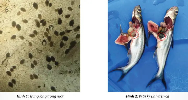 Bệnh Trùng Lông Trên Cá Tra: Nhận Biết, Phòng Và Trị Hiệu Quả