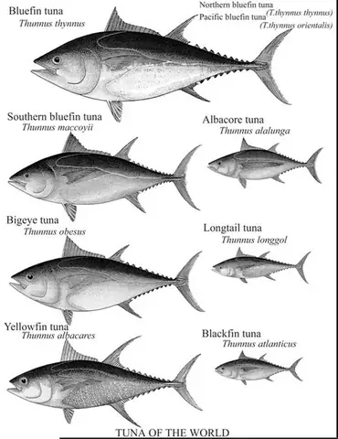 tuna là cá gì