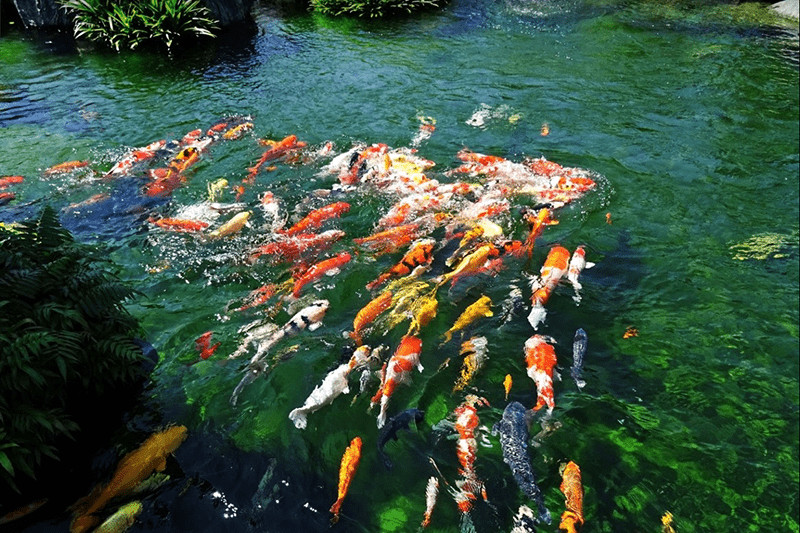 Tuyển chọn các loại cá Koi với màu sắc đa dạng phù hợp người mệnh Thủy