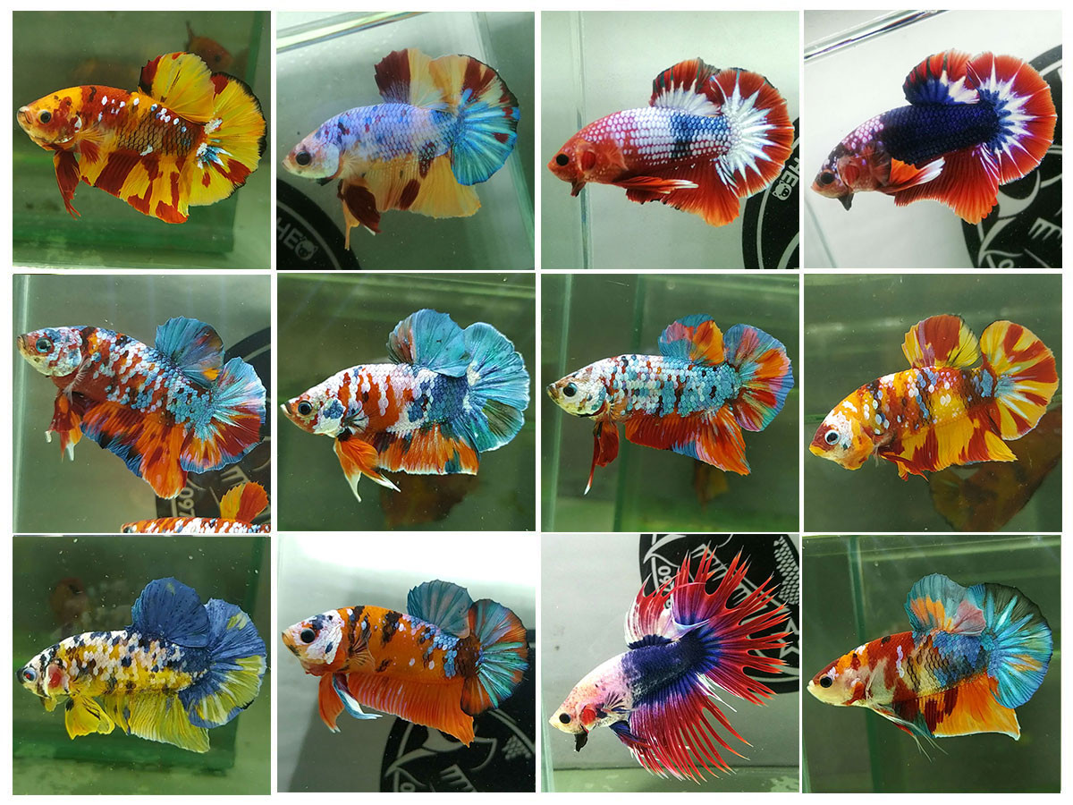 Tuyển tập những mẫu betta đẳng cấp quốc tế thi đấu