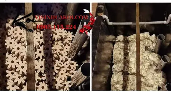 5/ Vỏ Hàu ion