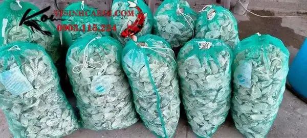5/ Vỏ Hàu ion