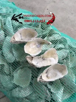 5/ Vỏ Hàu ion