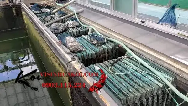 5/ Vỏ Hàu ion