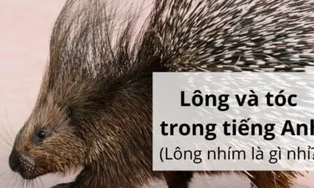 Vảy Cá Tiếng Anh Gọi Là Gì? Từ Vựng Và Ứng Dụng Thực Tế