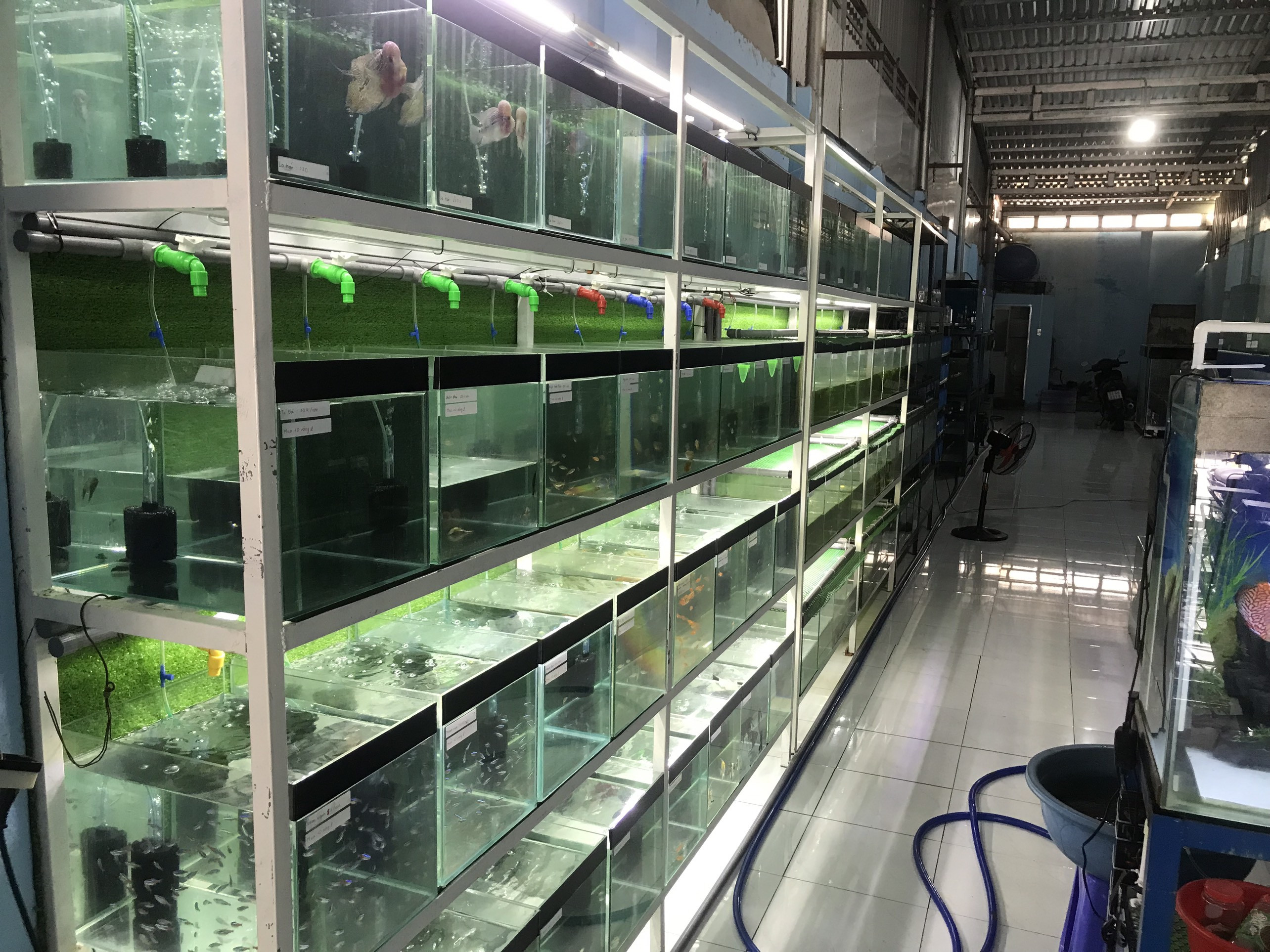 Vẻ đẹp của cá La Hán được ưa chuộng ở Hóc Môn
