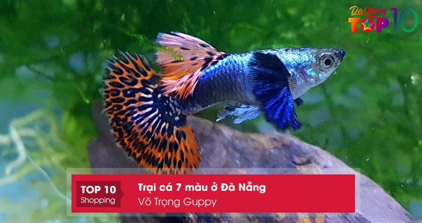 Vẻ đẹp của các loại cá bảy màu tại Võ Trọng Guppy Đà Nẵng
