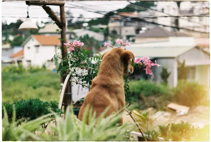 về quê nuôi cá và trồng thêm rau