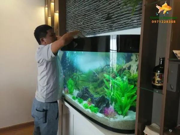 Đánh Giá Dịch Vụ Vệ Sinh Bể Cá Tại Nhà: Lựa Chọn Nào Tốt Nhất? Đánh Giá Dịch Vụ Vệ Sinh Bể Cá Tại Nhà: Lựa Chọn Nào Tốt Nhất?