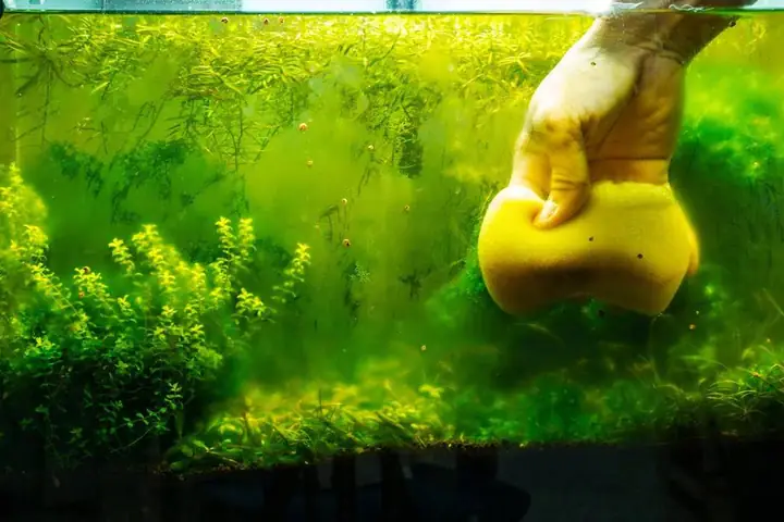 vệ sinh bể cá cảnh