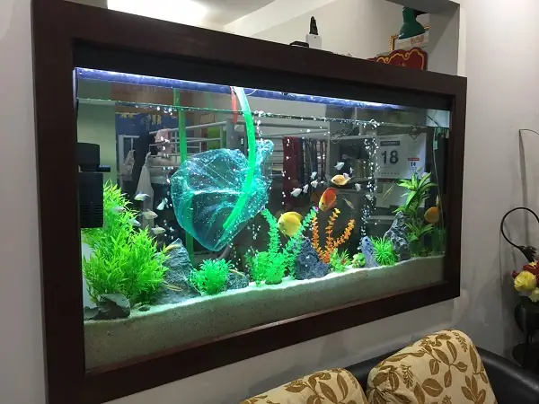 Đánh Giá Dịch Vụ Vệ Sinh Bể Cá Tại Nhà: Lựa Chọn Nào Tốt Nhất? Đánh Giá Dịch Vụ Vệ Sinh Bể Cá Tại Nhà: Lựa Chọn Nào Tốt Nhất?